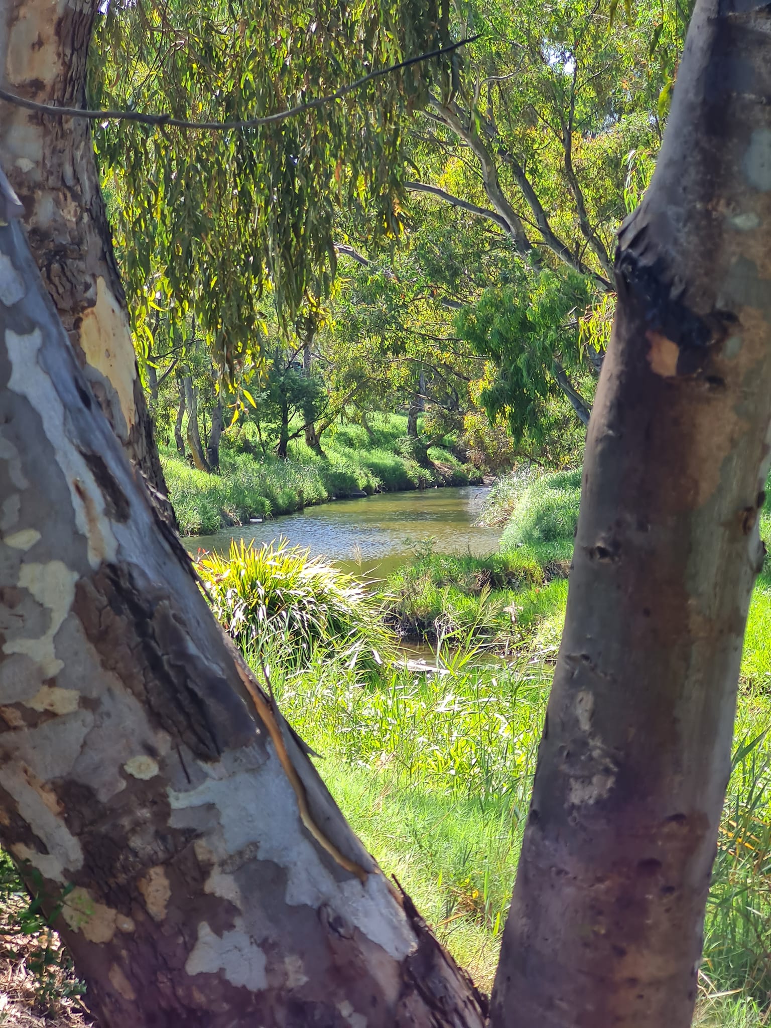 Friends of Kororoit Creek27