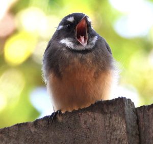 Pavarottithefantail